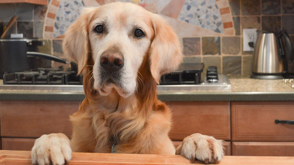 dog-in-kitchen-1698835659214_1200x.jpg?v\u003d1712608637